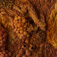 <a href=https://www.galeriegosserez.com/gosserez/artistes/l-c-lab.html> L&C Lab</a> - Biomater - Free Shape II